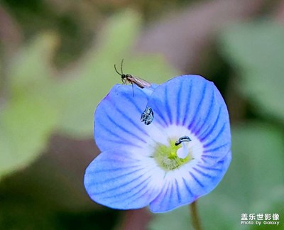 【遇見(jiàn)美好】+渺小的小花有魅力
