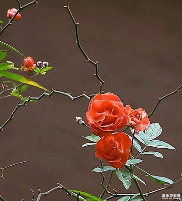 【歡度春節(jié)】+豐花月季迎春開