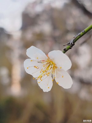 【梅香自來(lái)】