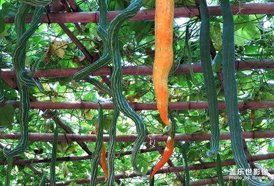 是蛇，還是瓜？