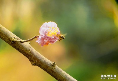 【遇見(jiàn)美好】+紅梅花兒開(kāi)