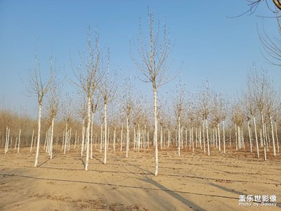 樹林