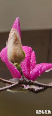 玉蘭