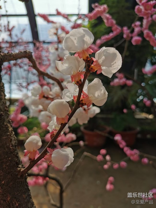 【歡度春節(jié)】心中的花海