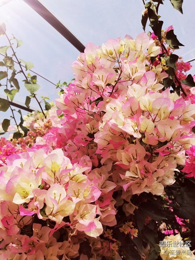 【歡度春節(jié)】心中的花海