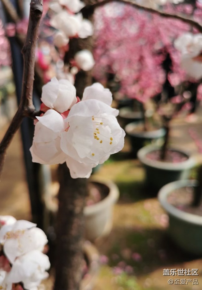 【歡度春節(jié)】心中的花海