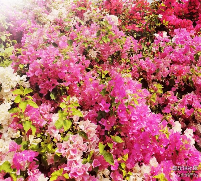 【歡度春節(jié)】心中的花海