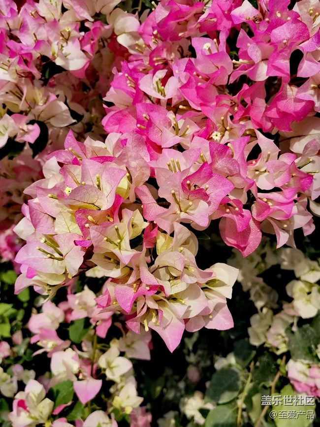 【歡度春節(jié)】心中的花海