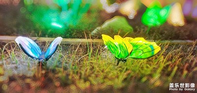 夢幻彩蝶