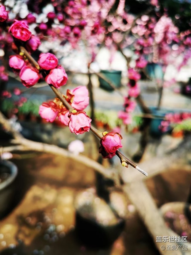 【歡度春節(jié)】心中的花海