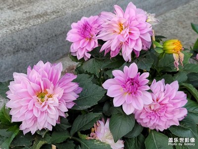 早晨好大家今天一大早去外面彩彩風(fēng)。