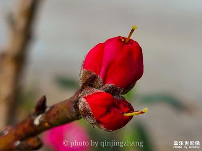 花開(kāi)了