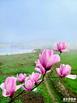 玉蘭花開??