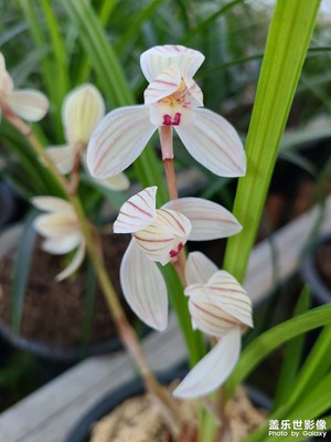 蘭花草
