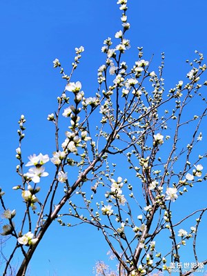 千佛山花開