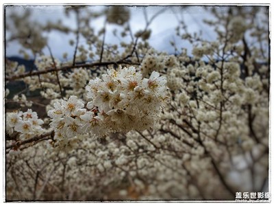杵坭二月櫻花開