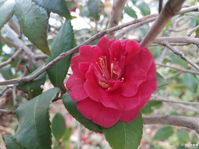 【歡度春節(jié)】喜慶的茶花