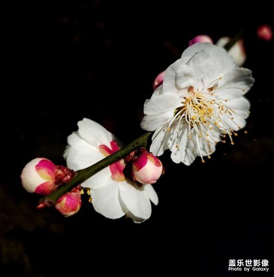 花開早春