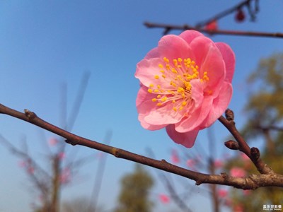 【歡度春節(jié)】梅