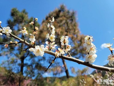 送你一朵小紅花