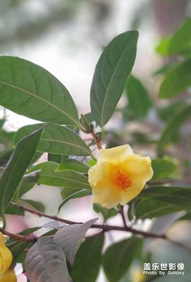 冬季到綠城來看花