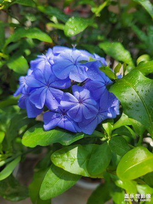 藍(lán)雪花