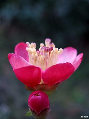 【大國(guó)小家】+春訊之花貼梗海棠