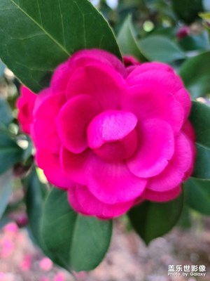 茶花
