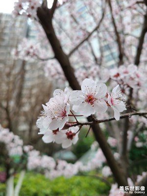 花花世界