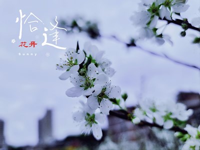 【大國(guó)小家】+恰逢花開