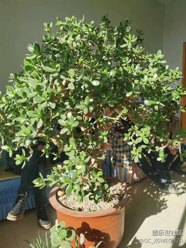 【歡度春節(jié)】