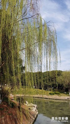 春日暖陽