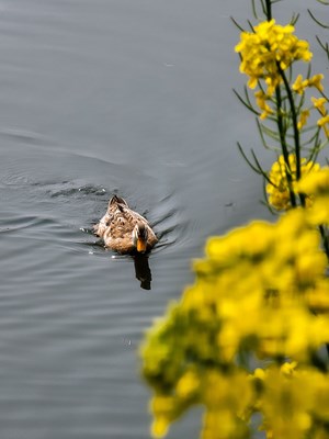 春江水暖鴨先知