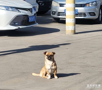 可愛狗狗