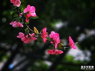 【拍攝教程】拍春花我獨(dú)愛(ài)一枝