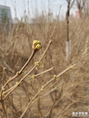 春風(fēng)不度玉門關(guān)