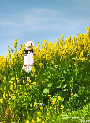 春色倒影入畫圖