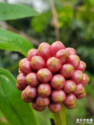 紅粉樸花