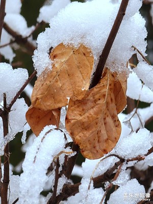 牛年第一場雪之二