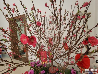 花開富貴