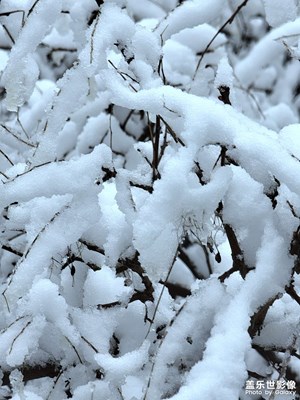 牛年第一場雪之一
