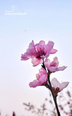 桃之夭夭，灼灼其華