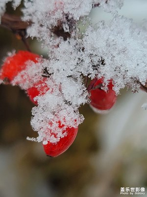 雪天隨拍