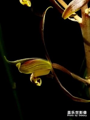 正月里來蘭花開