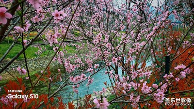 桃花朵朵開