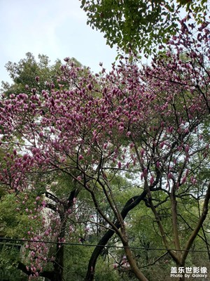 春天真的來了，雖然天氣還是很冷
