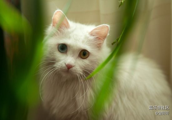 已開獎(jiǎng)【寵物3月第一期】帶它沐浴春天的陽(yáng)光，滾綠色的草地