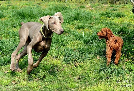 已開獎(jiǎng)【寵物3月第一期】帶它沐浴春天的陽(yáng)光，滾綠色的草地