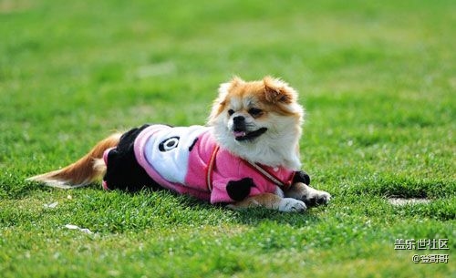 已開獎(jiǎng)【寵物3月第一期】帶它沐浴春天的陽(yáng)光，滾綠色的草地