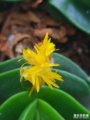 小黃花